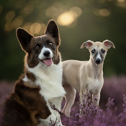 Hoe werkt een fotoshoot?