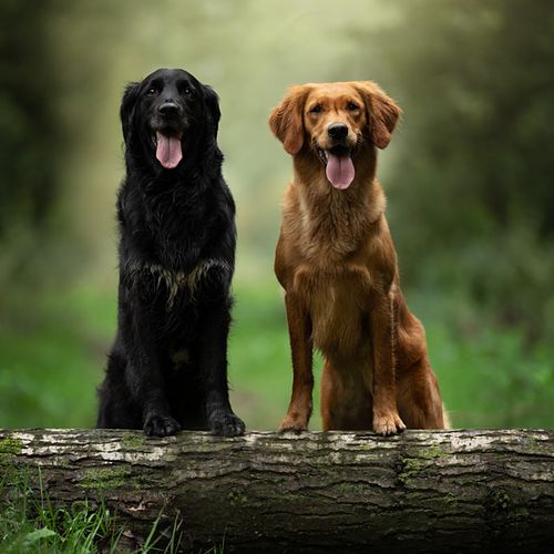 Waarom hondenfotografie?