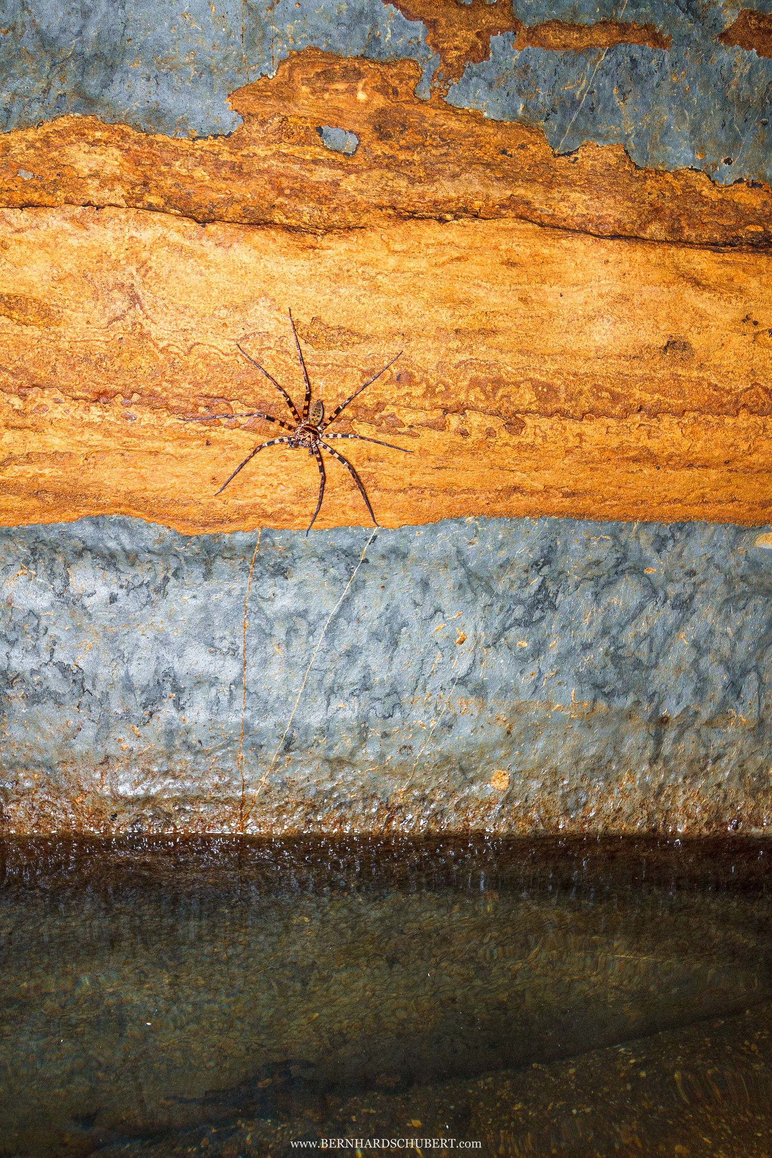 Heteropoda sp. - Riesenkrabbenspinne