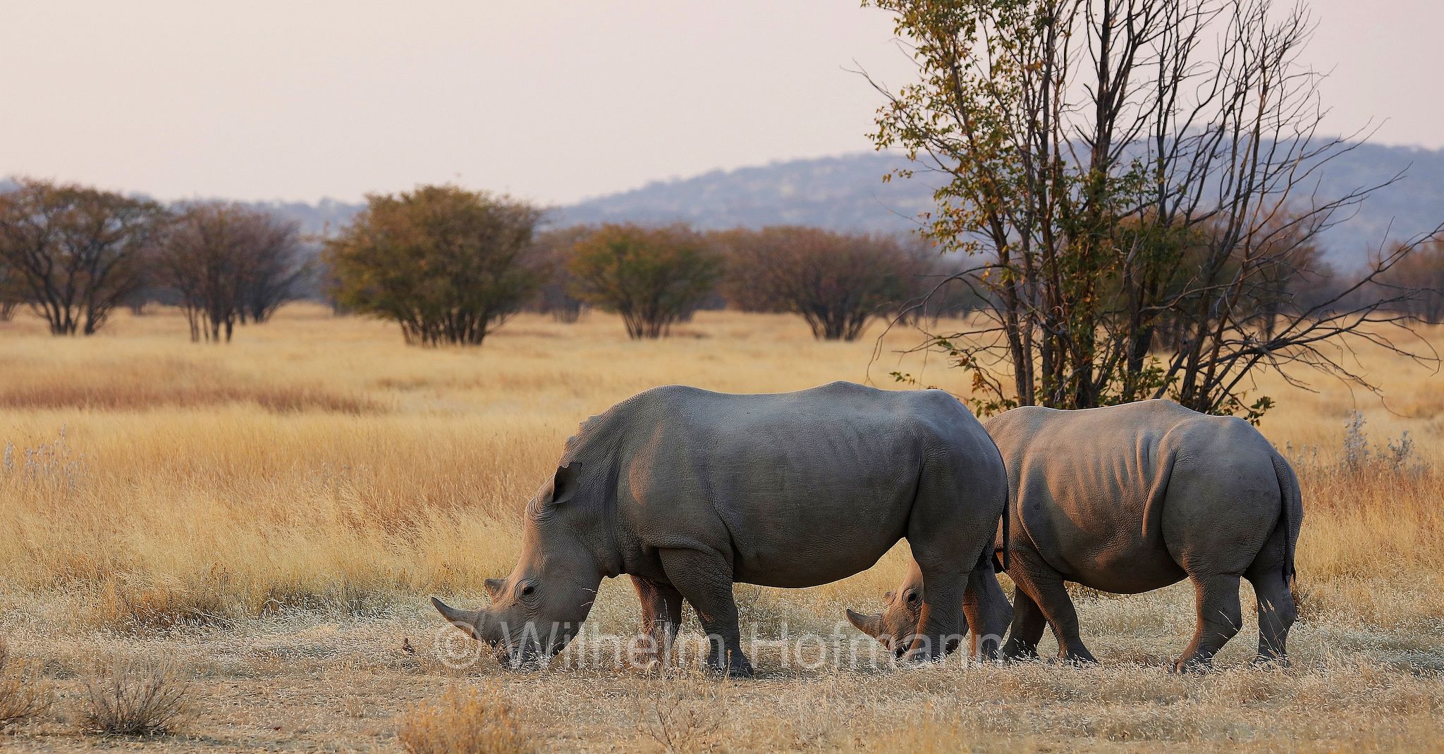 southern white rhino, southern white rhinoceros, Südliches Breitmaulnashorn, rinoceronte bianco meridionale, Ceratotherium simum simum, Etosha-Nationalpark, Etosha National Park, parco nazionale d'Etosha, Namibia