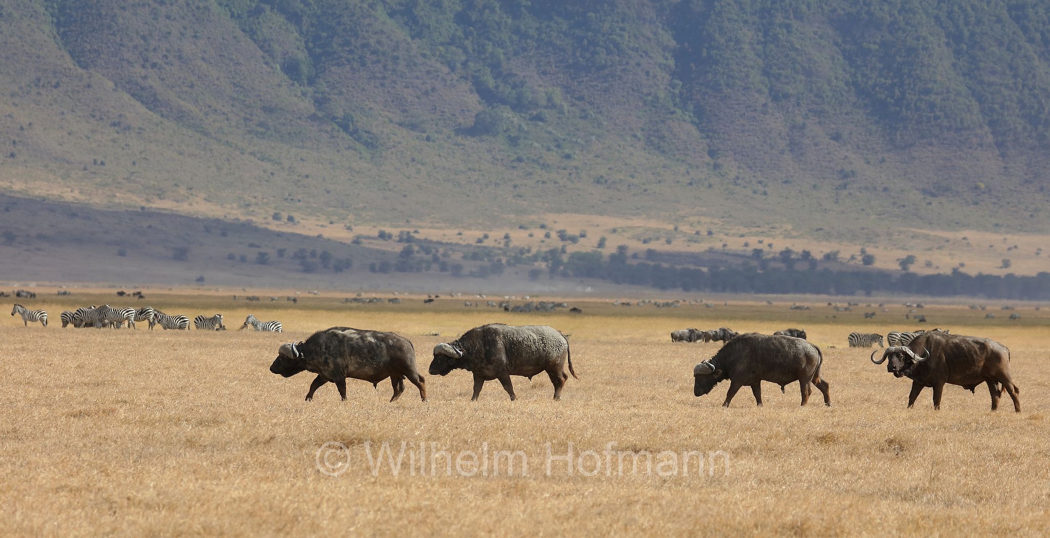 Cape buffalo, bufalo africano, bufalo del Capo, Kaffernbüffel, Afrikanischer Büffel, Steppenbüffel, Schwarzbüffel, Syncerus caffer, Syncerus caffer caffer, Ngorongoro Conservation Area, Tanzania, Ngorongoro Krater, Tansania, area di conservazione di Ngorongoro