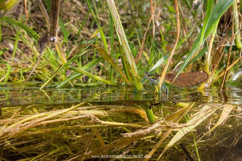 Calopteryx virgo - Beautiful demoiselle