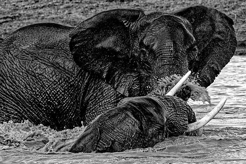 Jeunes éléphants au Kenya