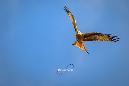 Red Kites in Wales