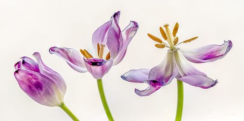 Still Life & Creative