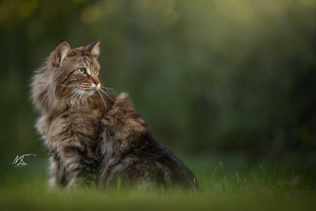 Maine coon zit zijwaarts en kijkt naar rechts richting zonlicht.