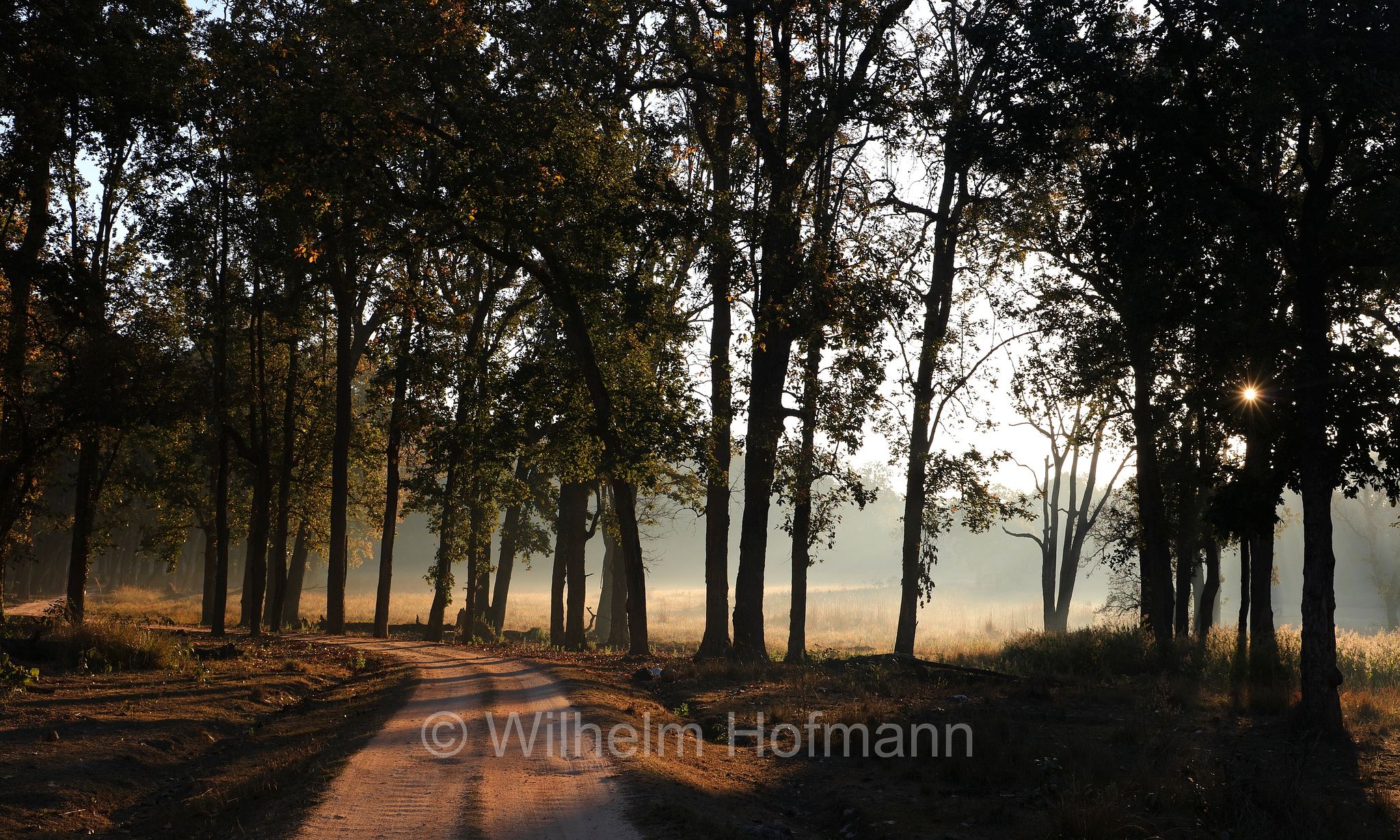 Kanha Tiger Reserve, Kanha–Kisli National Park, Kanha National Park, Kanha-Nationalpark, parco nazionale di Kanha, Madhya Pradesh, India, Indien