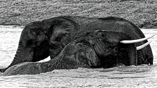 Jeunes éléphants au Kenya