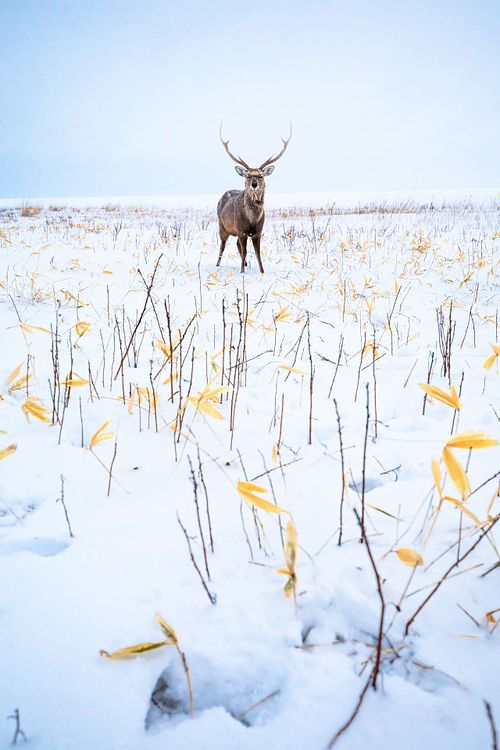 Cervus nippon yesoensis - Yezo sika deer