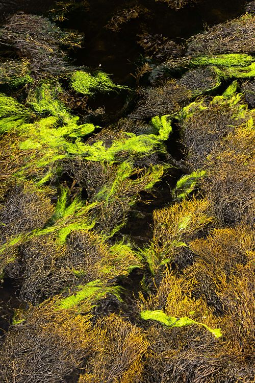 Ascophyllum nodosum – Knotentang