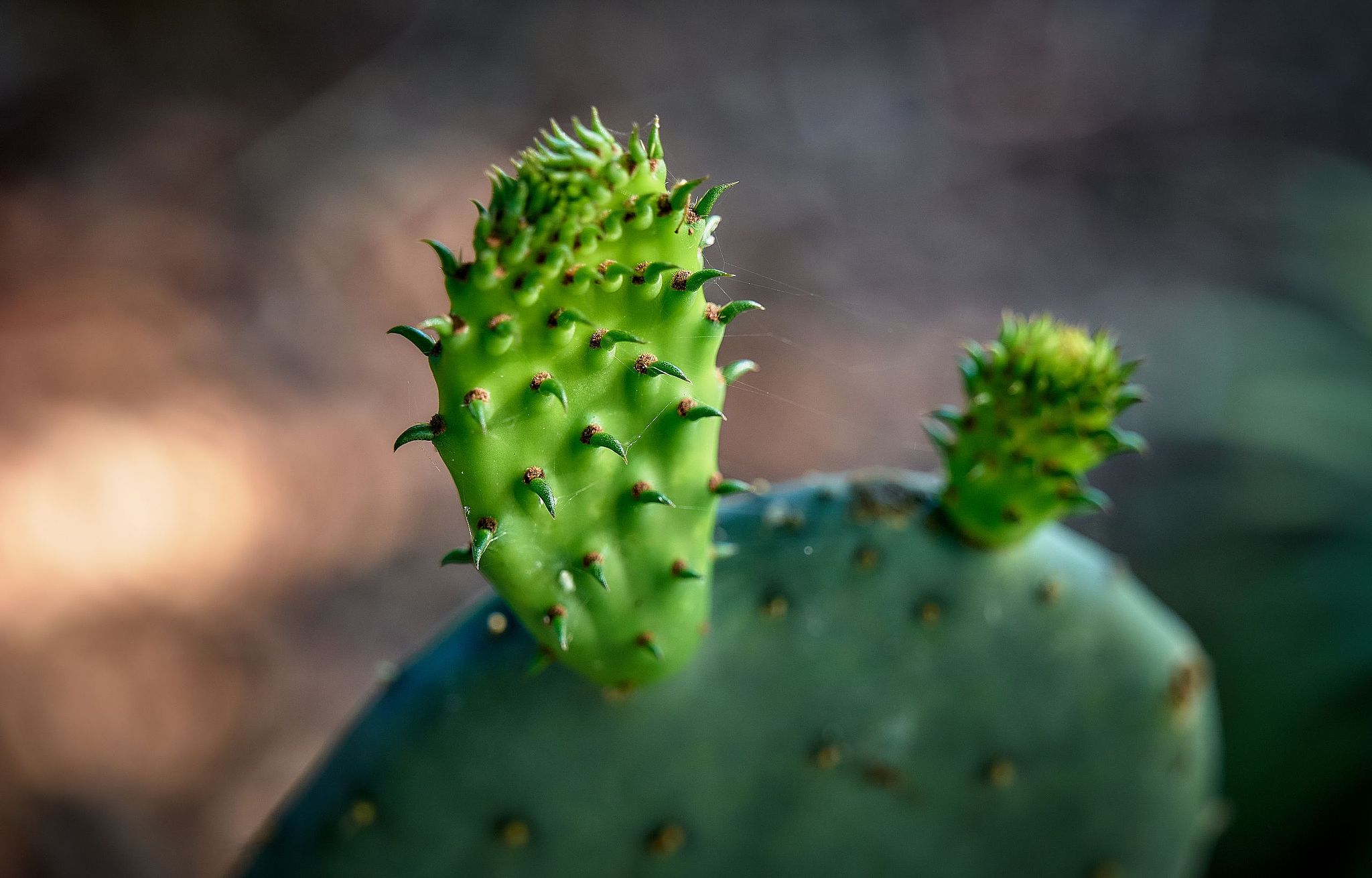 Cactus Pup Emerging - Montecito, California