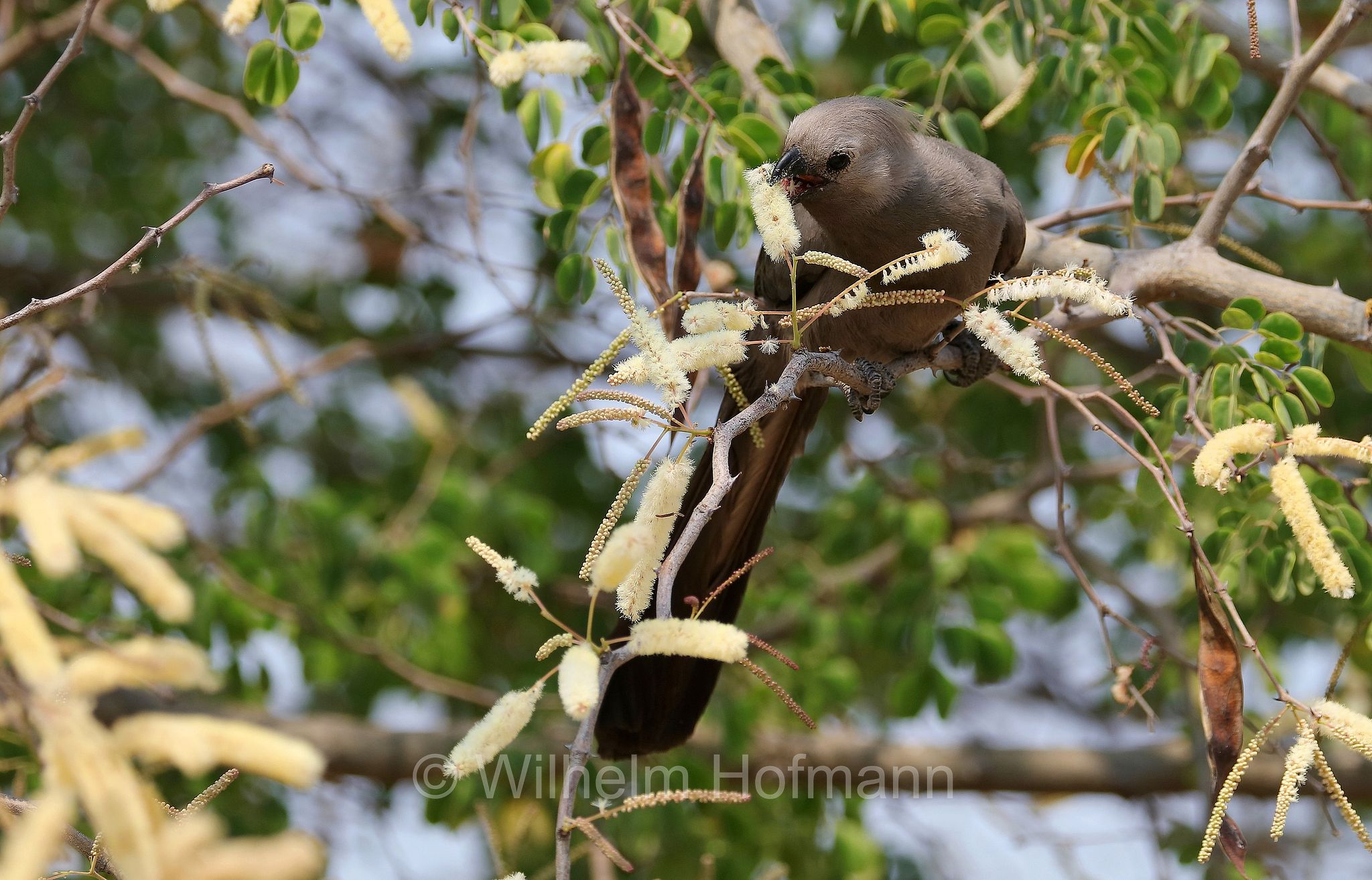 grey go-away-bird, grey lourie, grey loerie, kwêvoël, Graulärmvogel, Grauer Lärmvogel, turaco unicolore, Crinifer concolor, Corythaixoides concolor, Etosha-Nationalpark, Etosha National Park, parco nazionale d'Etosha, Namibia