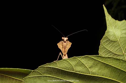 Curious Mantis