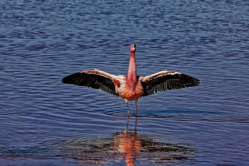 Flamands roses dans les lagunes Sud Lipez en Bolivie