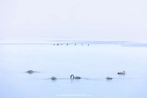 Cygnus cygnus - Whooper swan