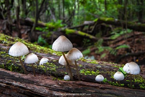 Mycena sp. - Helmlinge auf Totholz