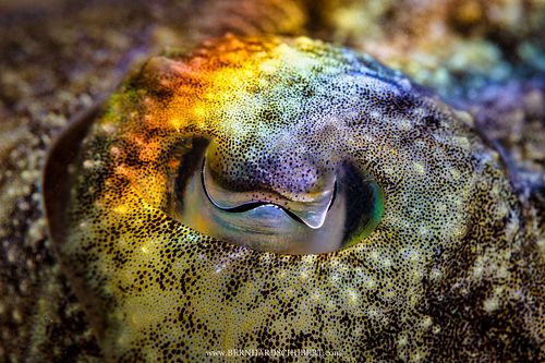 Sepia officinalis – Gemeiner Tintenfisch