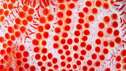 Aplidium elegans - Sea-strawberry