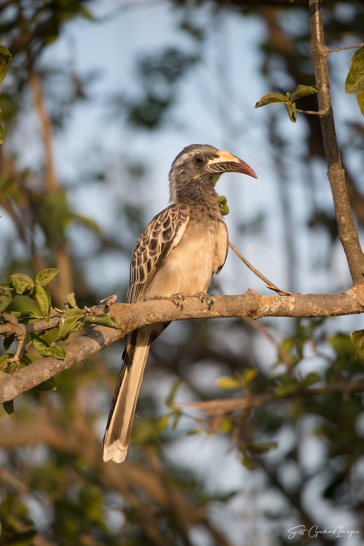 Grey Hornbill