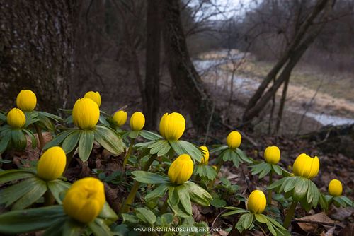 Eranthis hyemalis – Winterling
