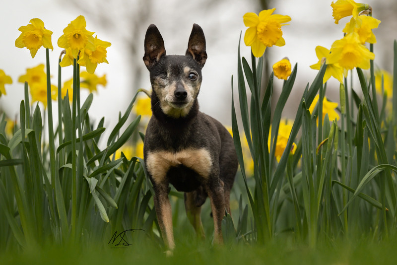 hondje tussen de narcissen