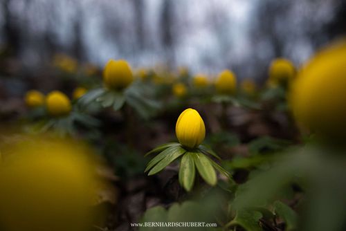 Eranthis hyemalis – Winterling