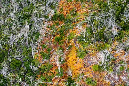 Recovering Fayal-Brezal forest after fire