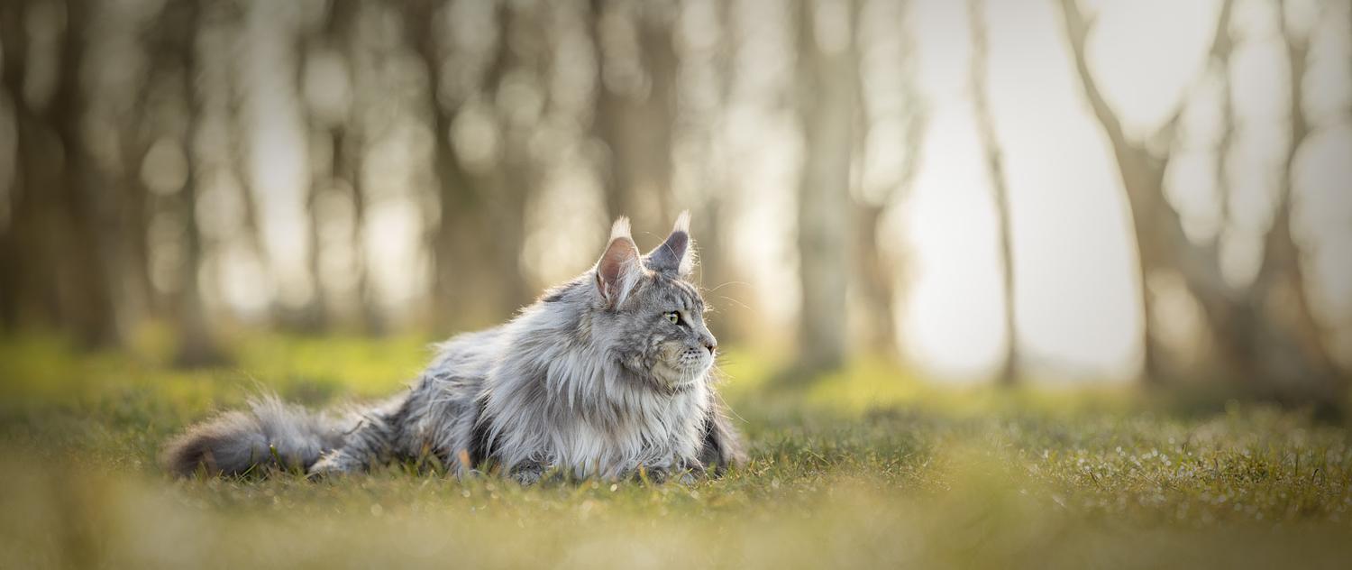 NLS Dierenfotografie
