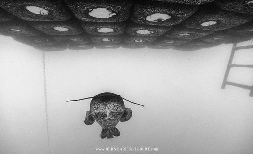 Silurus glanis - Europäischer Wels