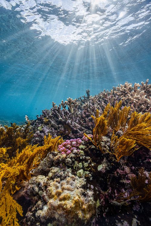 Pachyrhynchia cuppressina - Stinging hydroid and other corals