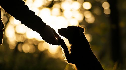 A maioria das pessoas acredita que ter um c&atilde;o deveria ser natural.