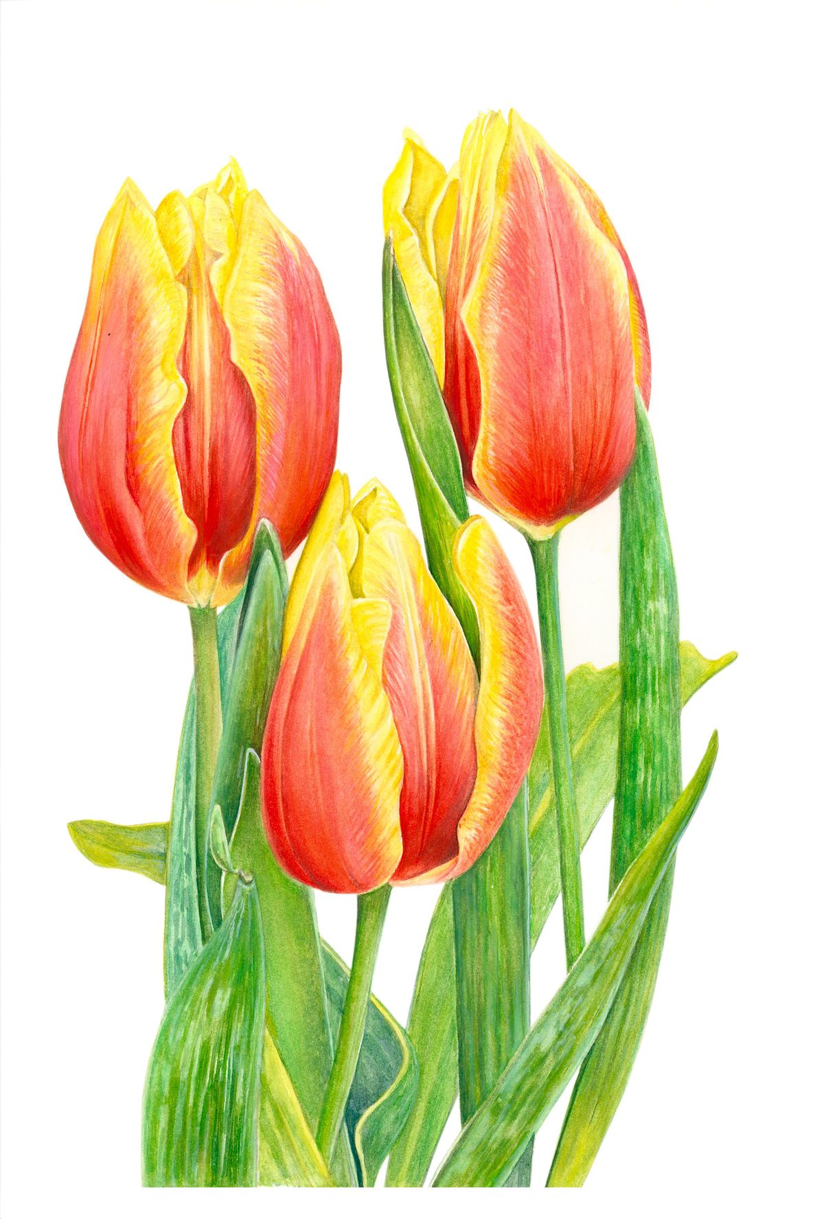 Botanical Illustration of Tulip