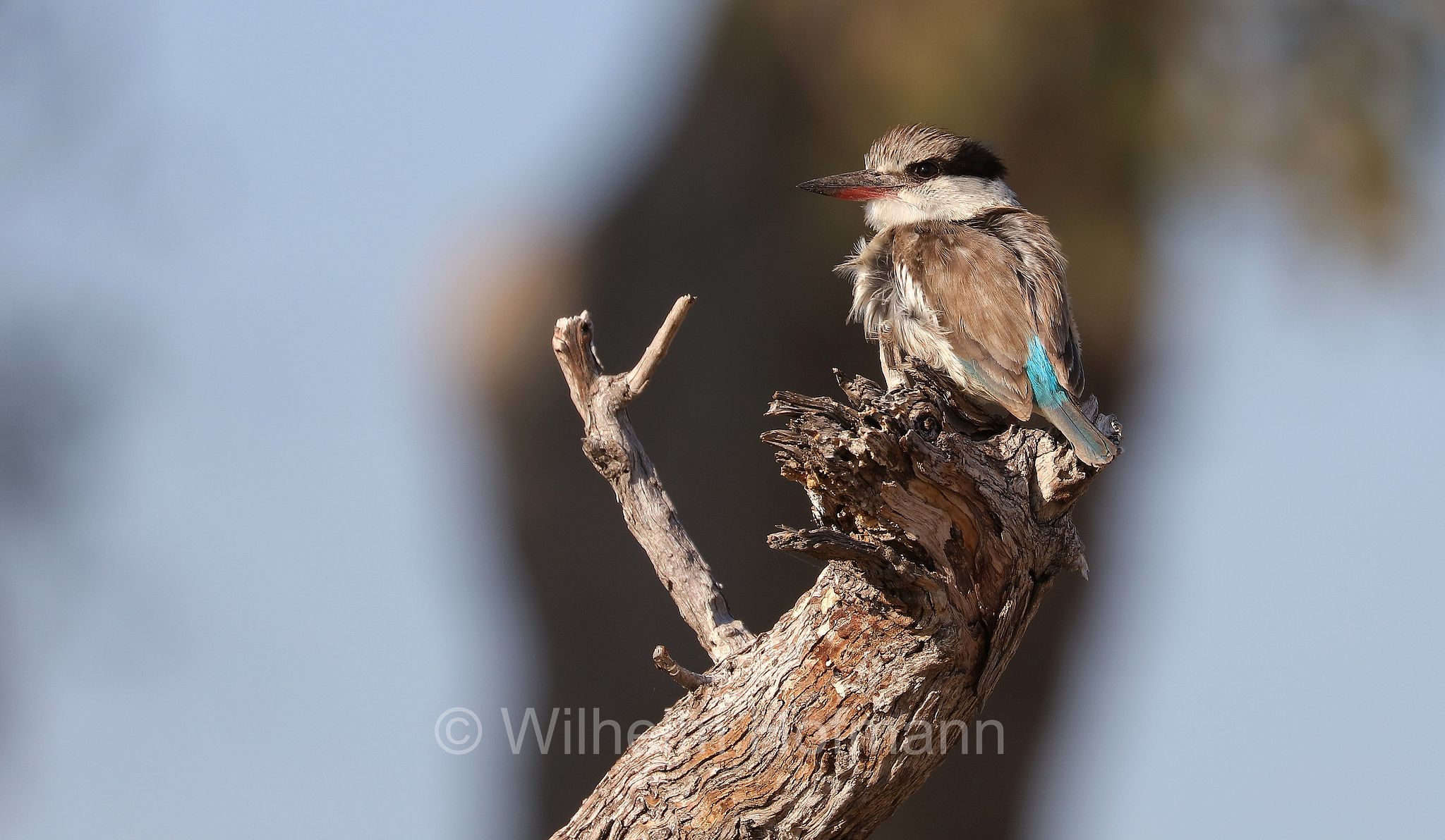 striped kingfisher, Streifenliest, martin pescatore striato, Halcyon chelicuti﻿, ﻿Moremi Game Reserve, Moremi-Wildreservat, Okavango Delta, Okavango Grassland, Botswana, Republik Botsuana