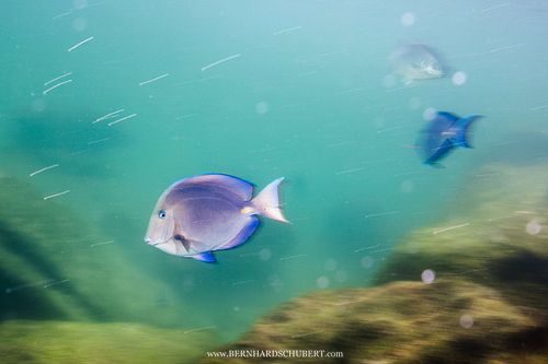 Acanthurus coeruleus - Blue tang