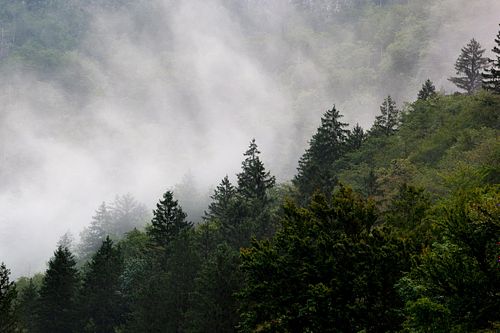 Lisière forestière avec brume sur les pentes.