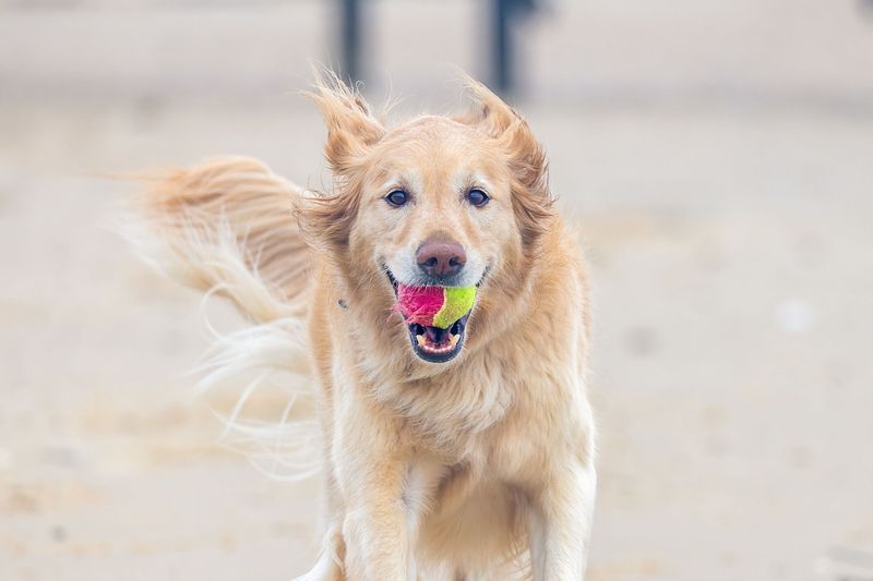 Demetre Park 10-28-25