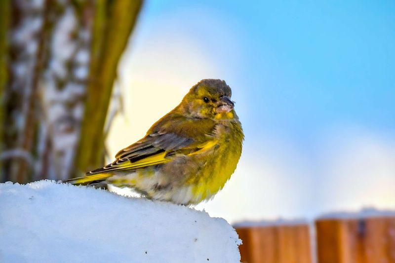 Rohevint toob halli talvisesse päeva värvi