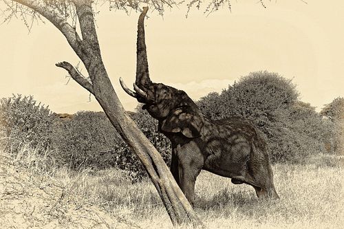 Photo sepia d'un éléphant en Tanzanie