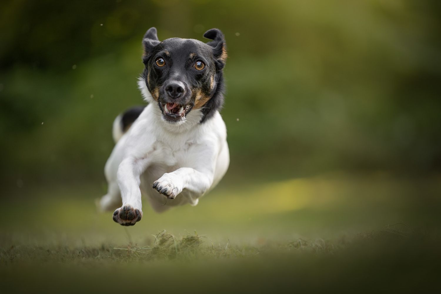 NLS Dierenfotografie