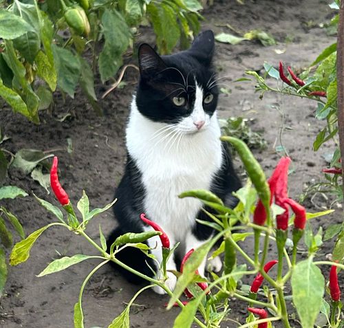 Stormy (2 ani și 6 luni)