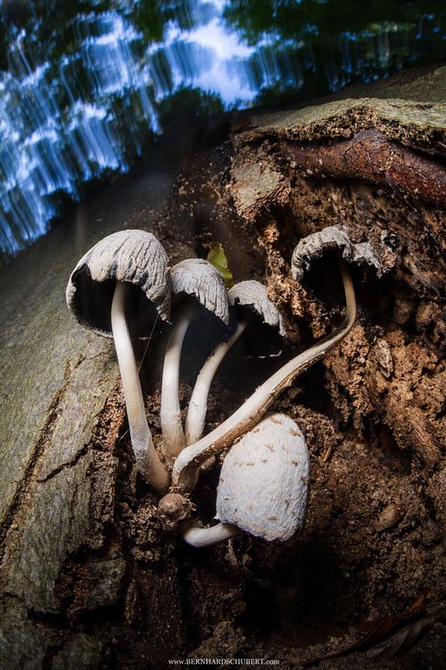 Mycena sp. - Helmling