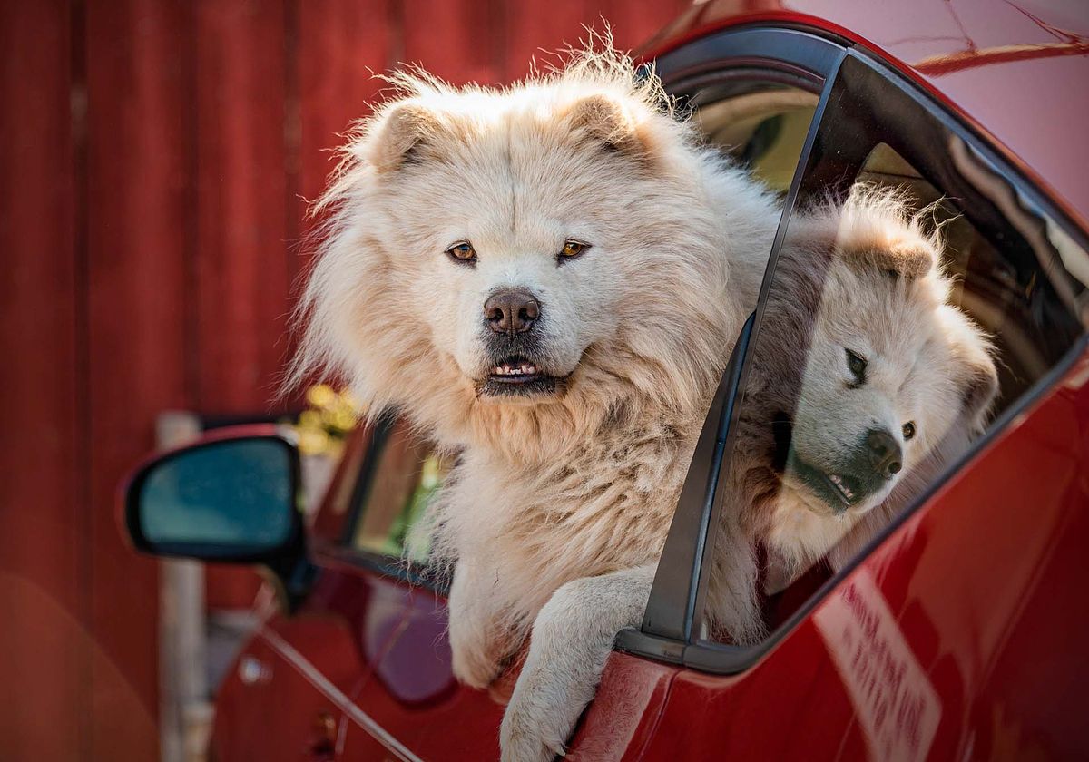 natural-pet-portraits