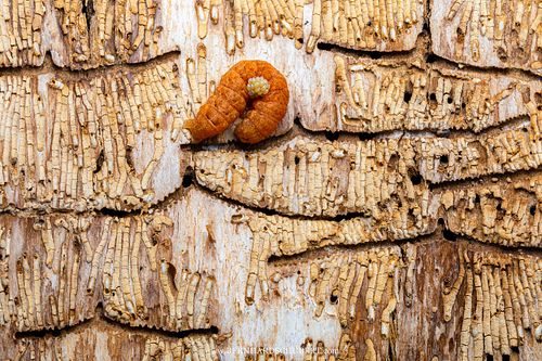 Noctuidae - Eulenmotte parasitiert