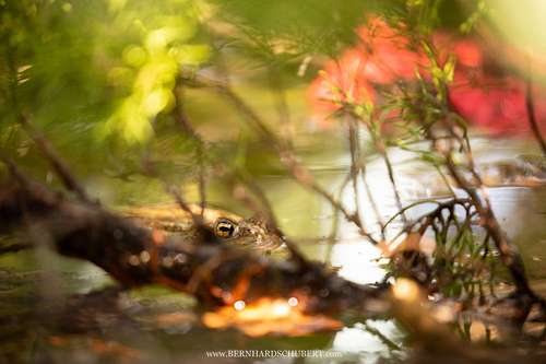 Bufo bufo - Common toad