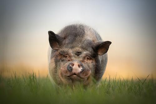 Welke dieren komen in aanmerking?