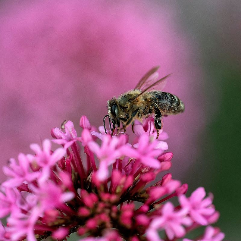 Autour de la Valériane