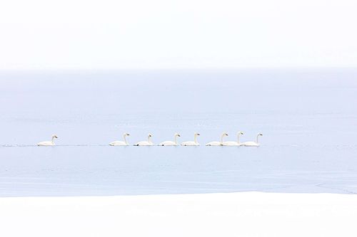 Cygnus cygnus - Whooper swan
