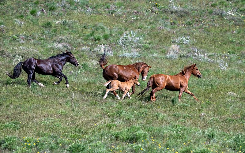 Mustangs, Elephants, and Other Amazing Animals