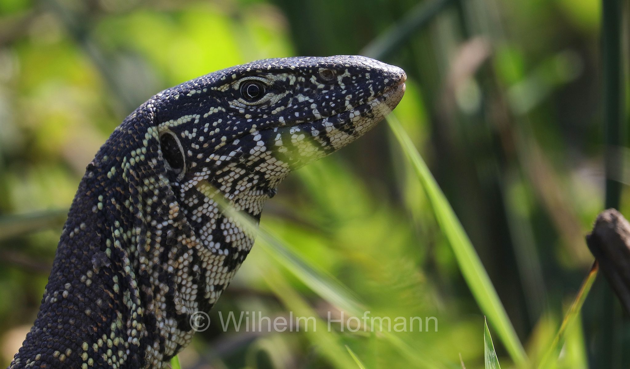 Nile monitor, Nilwaran, varano del Nilo, Varanus niloticus, Okavango Delta, Okavango Grassland, Botswana, Republik Botsuana
