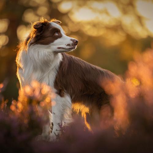 Hondenfotografie Castricum